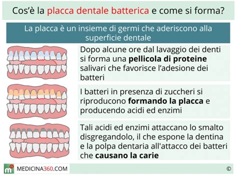 Formazione della placca batterica