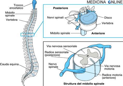 Schema della colonna vertebrale e dei nervi spinali