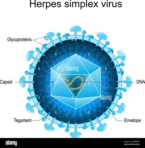 Schema della riattivazione del virus dell'herpes simplex