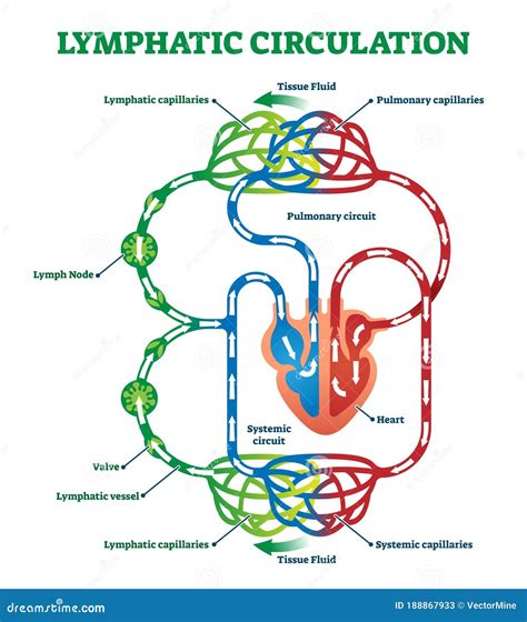 Schema della circolazione sanguigna e linfatica nel corpo umano