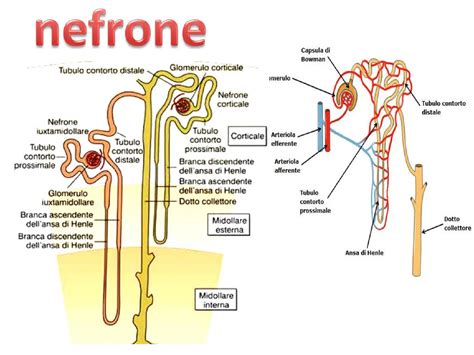 Schema del nefrone renale