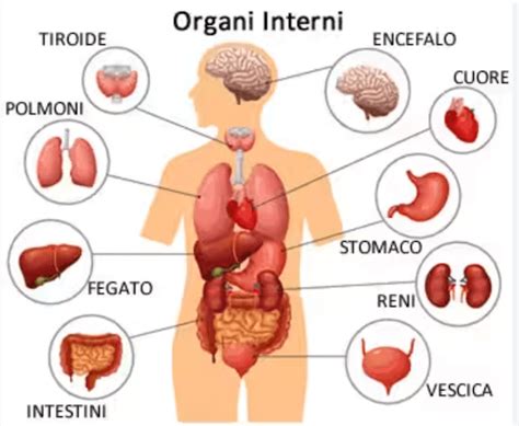 Schema del metabolismo della niacina nel corpo umano