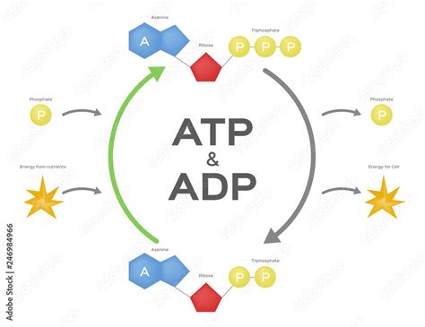 Schema che illustra il ciclo ATP-ADP e il ruolo della creatina