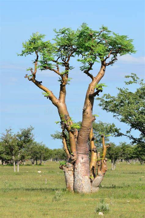 Albero di Moringa