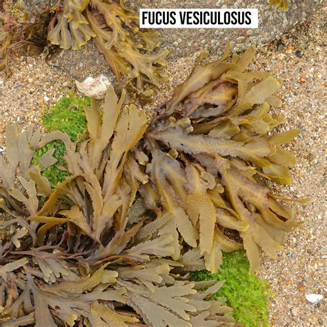 Struttura dell'alga Fucus vesiculosus con vescicole piene d'aria