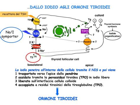 Schema della ghiandola tiroidea e degli ormoni tiroidei