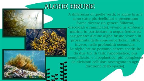 Mappa che mostra la distribuzione delle alghe brune nelle zone costiere