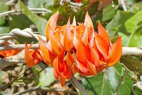 Pianta di Butea Superba