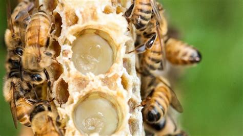 Api che producono pappa reale in un alveare