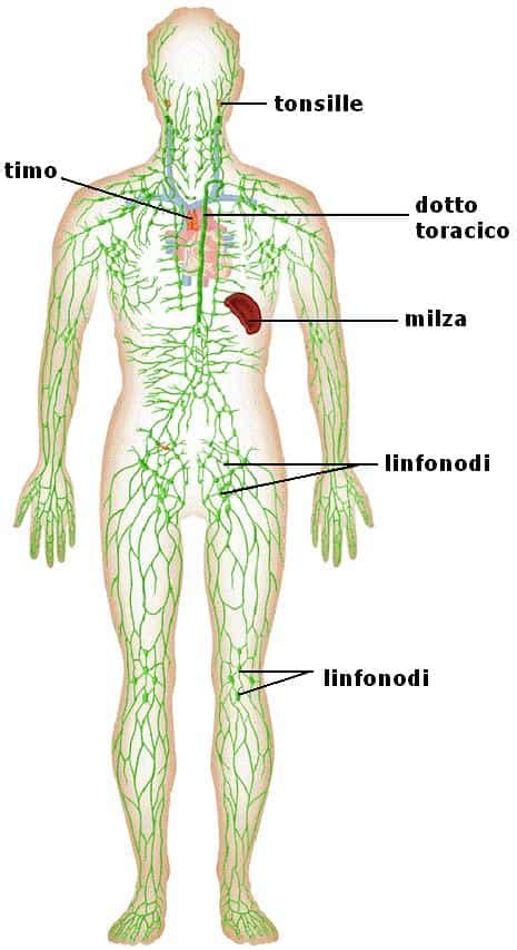 Schema del sistema linfatico e circolatorio umano