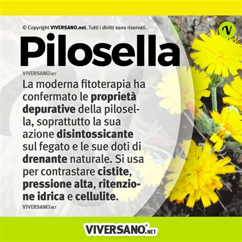 Infografica sui benefici della pilosella