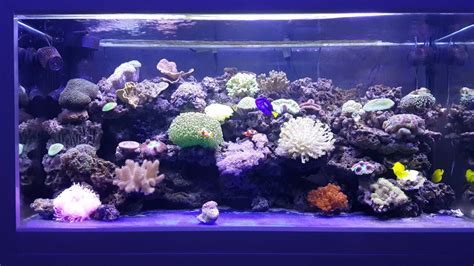 Acquario marino con coralli