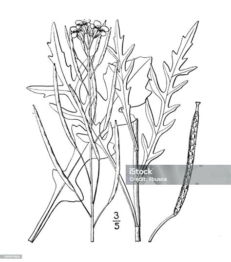 Illustrazione botanica della pianta di Pilosella