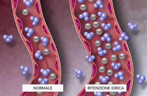 Schema che illustra come la Pilosella agisce sulla ritenzione idrica e la cellulite