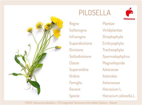 Tabella comparativa di alcuni prodotti a base di Pilosella con indicazione di formato e caratteristiche principali