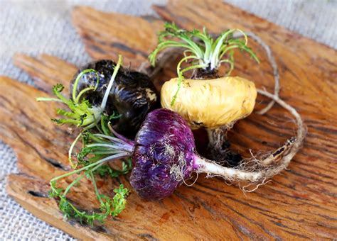 Tabella comparativa delle varietà di Maca (gialla, rossa, nera) e loro benefici principali