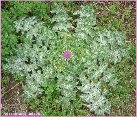 Foglie di cardo mariano con le caratteristiche macchie bianche