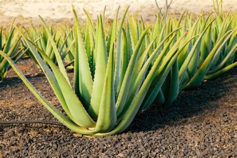 Aloe Vera pianta