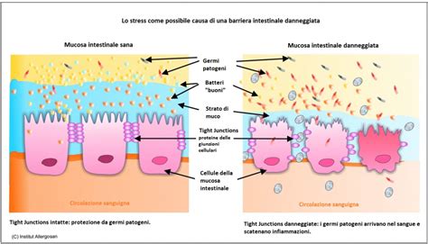 Schema della barriera intestinale