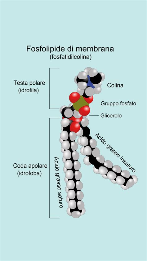 Schema molecolare dei bacosidi