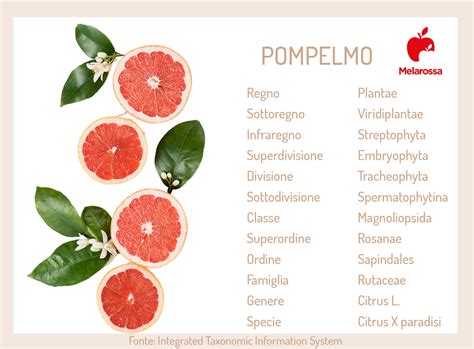 Schema dei benefici del pompelmo per la pelle