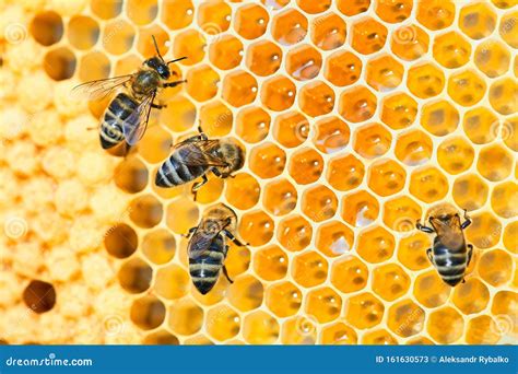 Immagine di un alveare con api e miele, a simboleggiare la linea Regina di Radiumfarma.