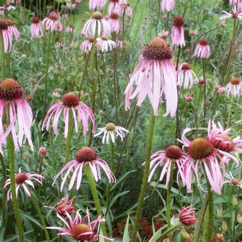 Pianta di Echinacea Pallida con fiori rosa-salmone