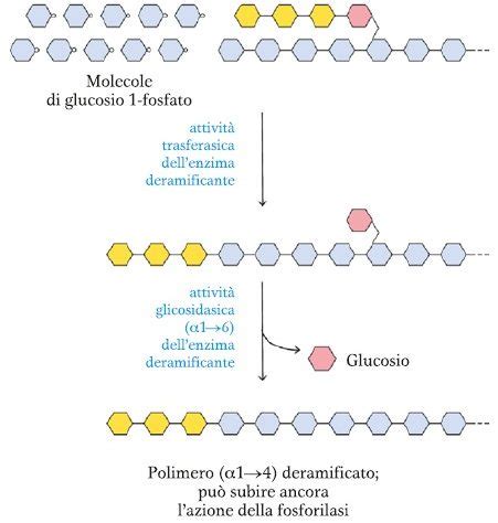 Schema azione Collagene e Glicogeno sulla pelle
