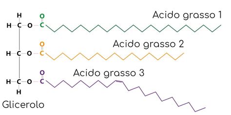 Struttura generale di un acido grasso