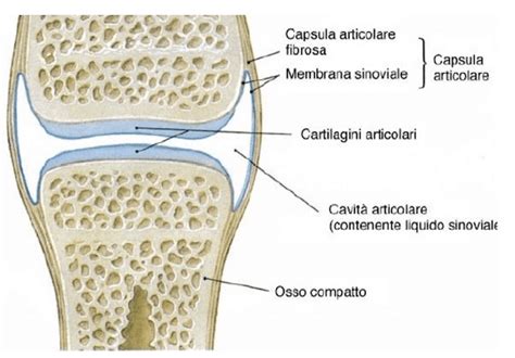 Schema della struttura cartilaginea e dei suoi componenti