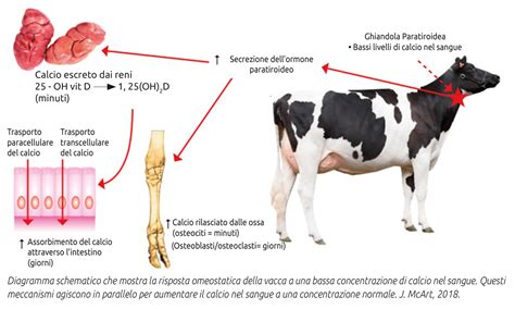 Grafico che mostra l'incidenza di ipocalcemia nelle bovine