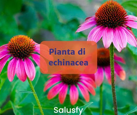 Schema della pianta di Echinacea
