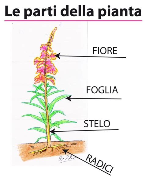 Parti della pianta di Echinacea utilizzate
