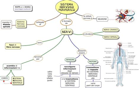 Schema del sistema nervoso periferico e dei nervi danneggiati dalla neuropatia diabetica