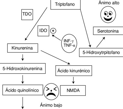 Diagramma dell'asse intestino-cervello e del metabolismo del triptofano