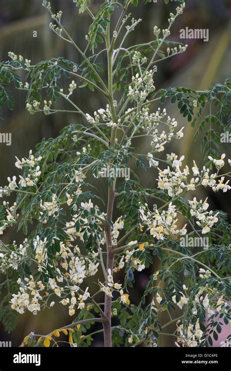Albero di Moringa Oleifera in fiore