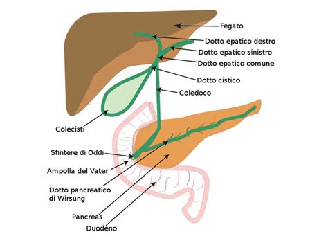 Schema del fegato e delle vie biliari