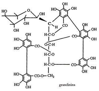Composizione chimica del fungo Reishi
