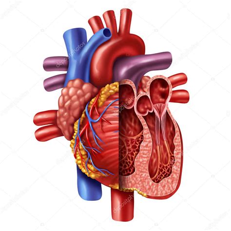 Cuore sano e cellule protette