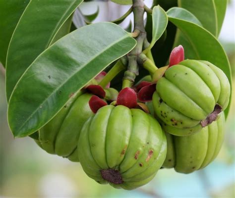 Albero di Garcinia Cambogia