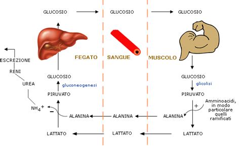 Schema del ciclo glucosio-alanina