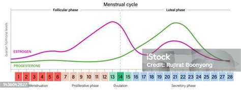 Grafico comparativo livelli ormonali con e senza integrazione BCAA