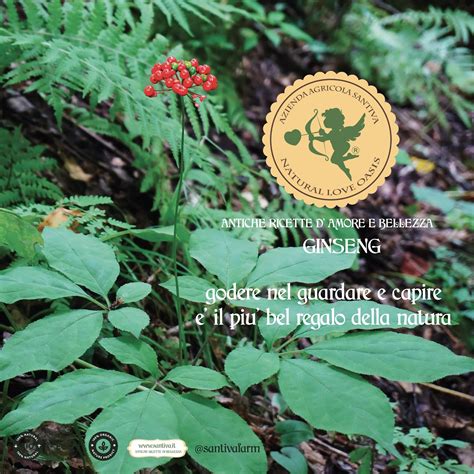 Schema delle specie di Ginseng