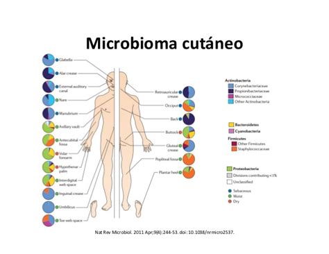 Illustrazione del microbioma cutaneo
