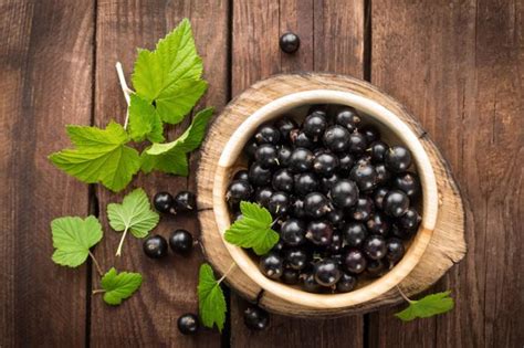 Infografica sui diversi utilizzi del ribes nero