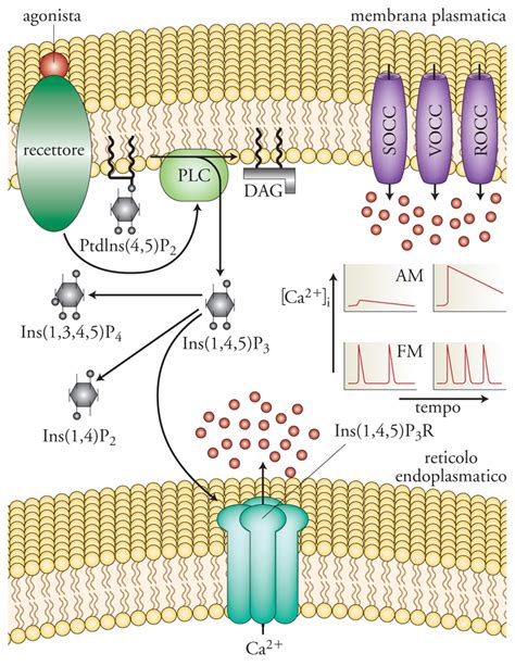 Infografica sul meccanismo del secondo messaggero