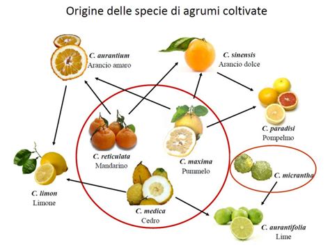 Varietà di agrumi e frutti di bosco