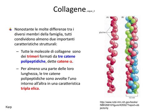 Schema dei diversi tipi di collagene