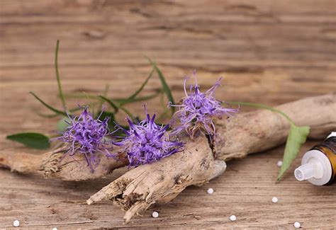 Schema dei principi attivi dell'Artiglio del Diavolo