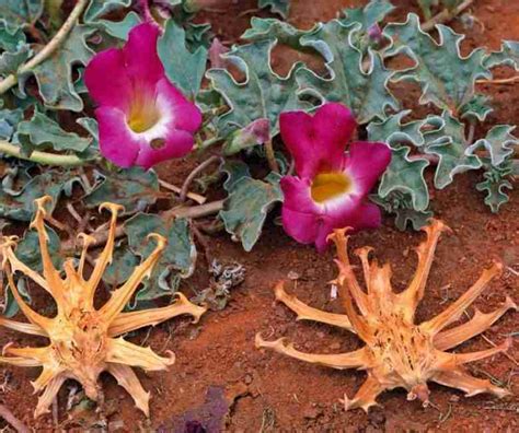 Foglie e frutti di Artiglio del Diavolo